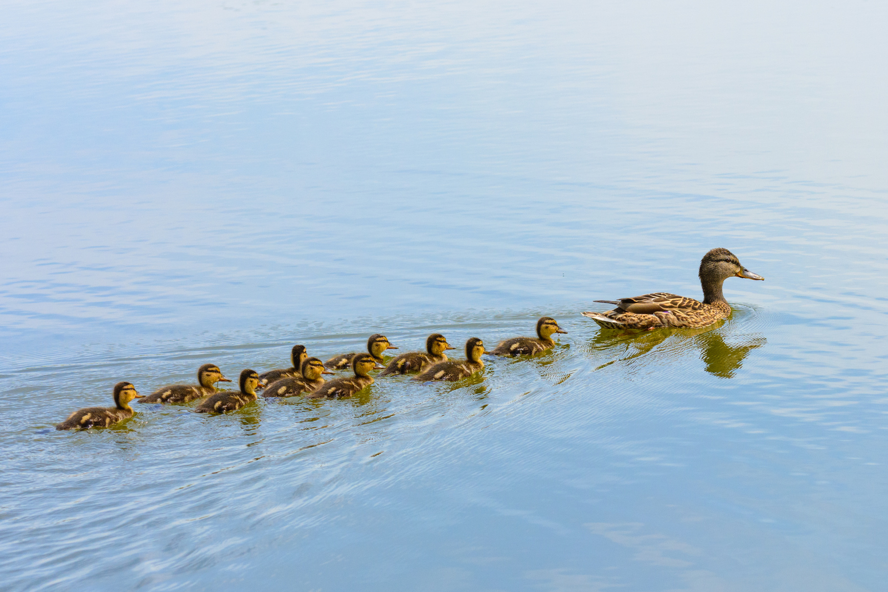 Ducks follow me, cute ducklings (duck babies) following mother in a queue